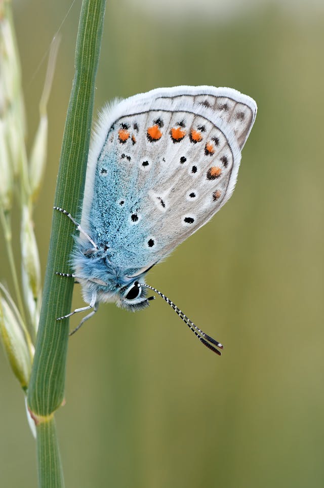 Schmetterling - Symbolisch für Bewusstseinsarbeit