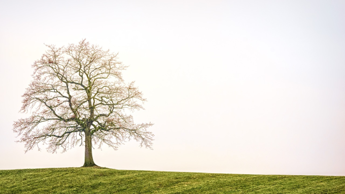 Spirituelle Aufstellung in Zürich versinnbildlicht durch einen gesunden Baum